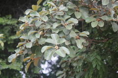 Ficus mollis